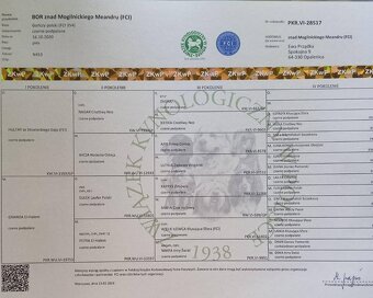 Reproduktor rasy GOŃCZY POLSKI tropiciel zaprasza suczki - 4