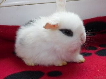 Białe króliki mini lop - 4