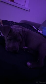 Sprzedam American Staffy Bull Pit szczeniak - 4