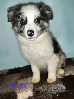 Border collie-piesek, szczenię, rodowód - 4