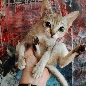 Koty singapurskie - najmniejsze koty na ŚWIECIE - 4