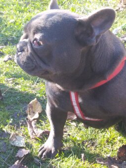 Buldog francuski suczka - 4