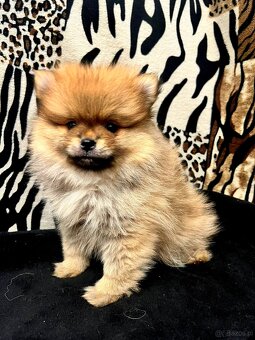 Szpic miniaturowy, Pomeranian - ORANGE - 4