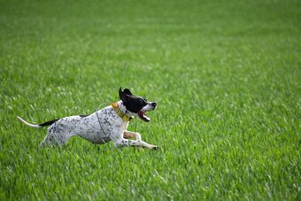 English Pointer - 4