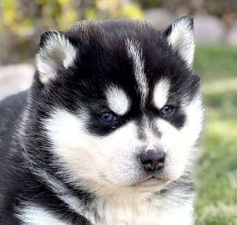 Siberian Husky ZKwP, suczka husky niebieskooka FCI - 4