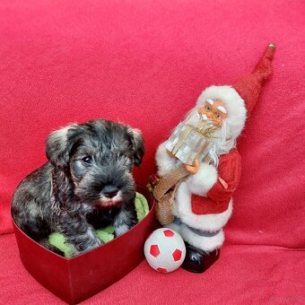 Schnauzer miniaturny p+s - 4