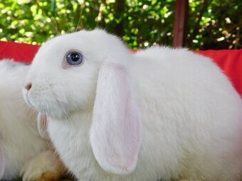 Cudowne baranki mini lop - 4