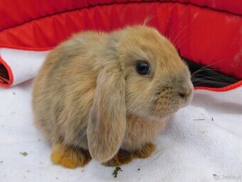 Cudne baranki mini lop - 4
