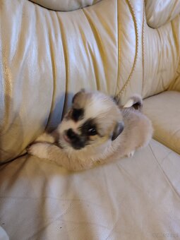 Śliczne suczki i pieski - 4