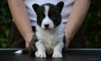 Welsh Corgi Cardigan ZKwP/FCI - 4