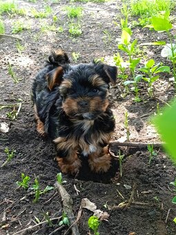 York terrier - 4