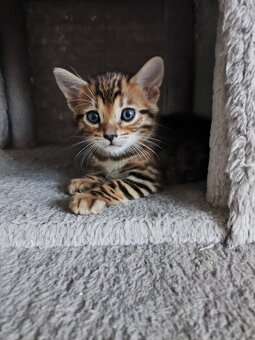 Kocięta bengalskie - 4