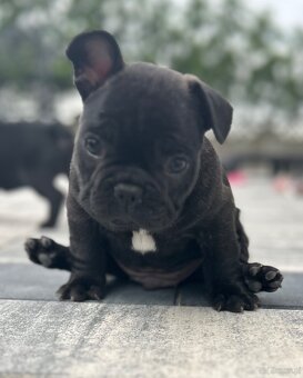 Buldog Francuski - 4