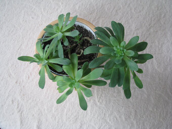 Aeonium – piękny sukulent na taras, do oranżerii mieszkania - 4