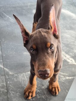Doberman 3 miesiace FCI - 4