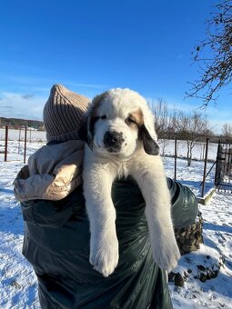 Owczarki Środkowoazjatyckie - 4