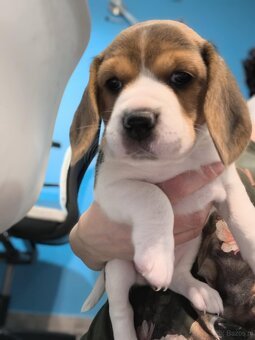 Beagle Suczka Tricolor - 4