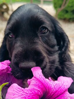 Cocker Spaniel Angielski - 4