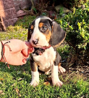 Gończy Serbski trzykolorowy - 4