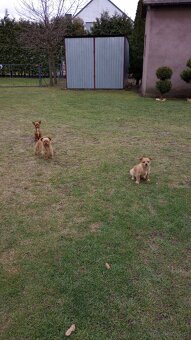 Do oddania za darmo piesek półroczny - 4