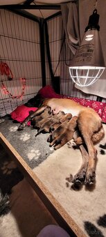 Owczarek belgijski malinois - 4