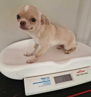 Chihuahua śliczna kremowo biała suczka - 4