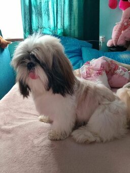 Sprzedam Psa rasy Shih tzu - 4