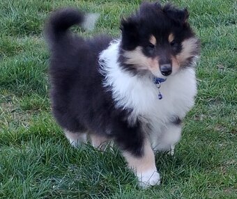 Owczarek szkocki collie długowłosy - 4