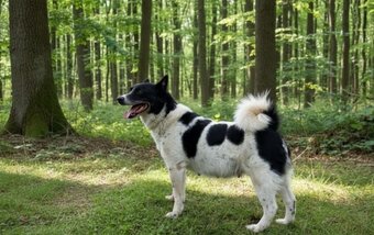Sprzedam - 4
