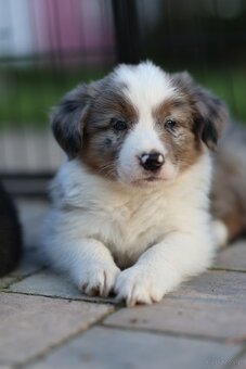 Border Collie FCI - 4