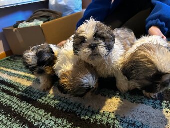 Szczeniaki Shih tzu szukają nowego domu - 4