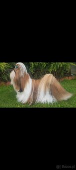 Piesek Shih Tzu - 4
