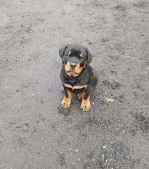 Rottweiler - 4