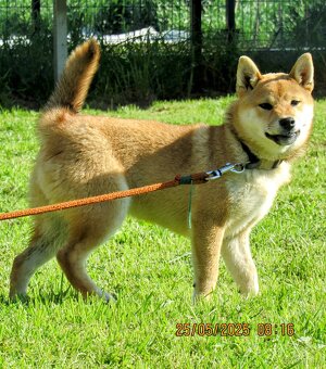 Shiba Inu czerwona, mała suczka o wielkim serduszku - 4