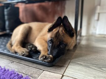Owczarek belgijski Malinois - 4
