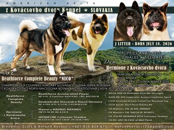 American akita - 4