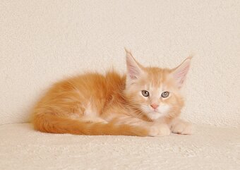Śliczny  kocurek Maine Coon PZF/WCF - LEGALNA HODOWLA - 4
