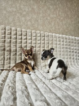 Pieski chihuahua - 4
