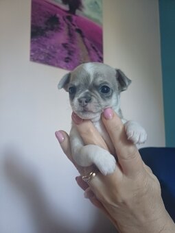 Chihuahua szczenięta - 4