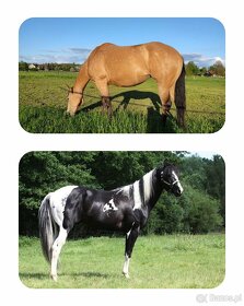 APH stallion 2023 - 4