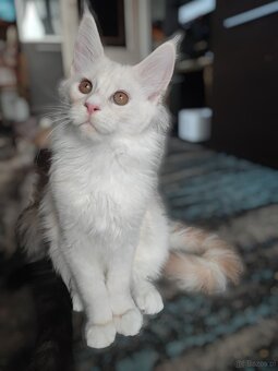 Maine Coon Kocięta z Rodowodem Fpl - 4