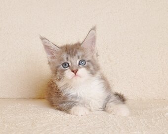 Przepiękna koteczka Maine Coon - LEGALNA HODOWLA - 4