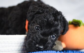 Szczeniak Kerry Blue Terrier - 4