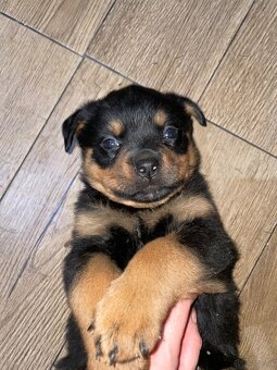Szczeniaki Rottweiler - 4
