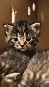 Kociaki na sprzedaż po 23 lutego. W typie norweski leśny - 4