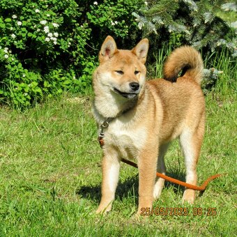Shiba Inu, czerwony piesek mocno czernią przyprószony - 4