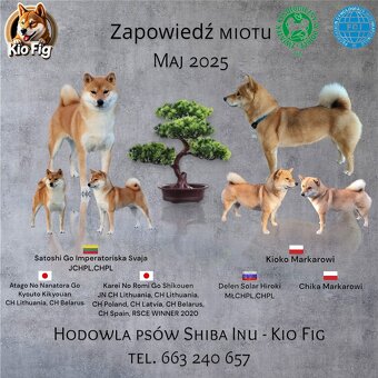 Shiba Inu KioFig ZKwP/FCI - 4