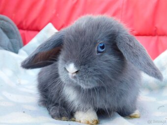 Baranki mini lop - 4