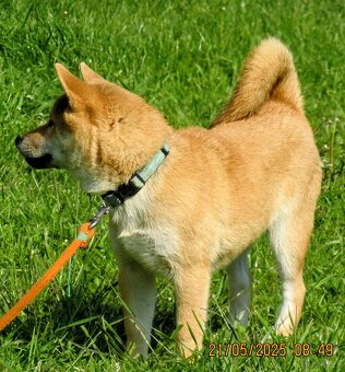 Shiba Inu, czerwony, pięciomiesięczny piesek - 4