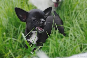 Chihuahua krótkowłosy FCI - 4